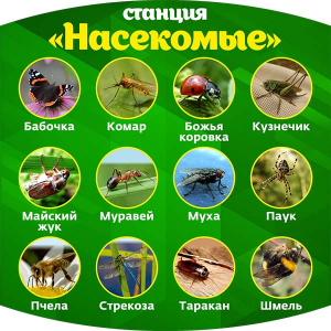ДОУ-139 -  Станция насекомые